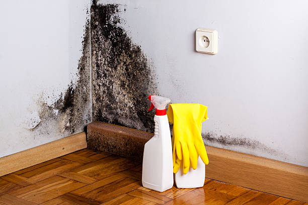 Best Toxic Mold Removal  in Alton, IA