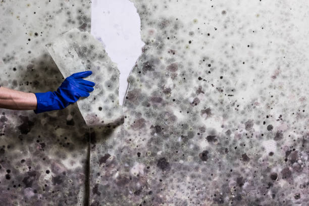 Trusted Alton, IA Mold Removal Experts